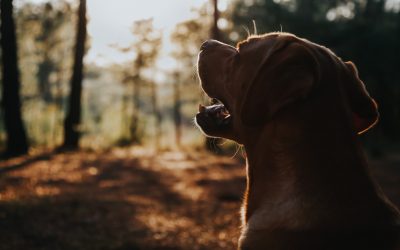 Chasse : quels sont les conseils à connaître pour mieux viser ?