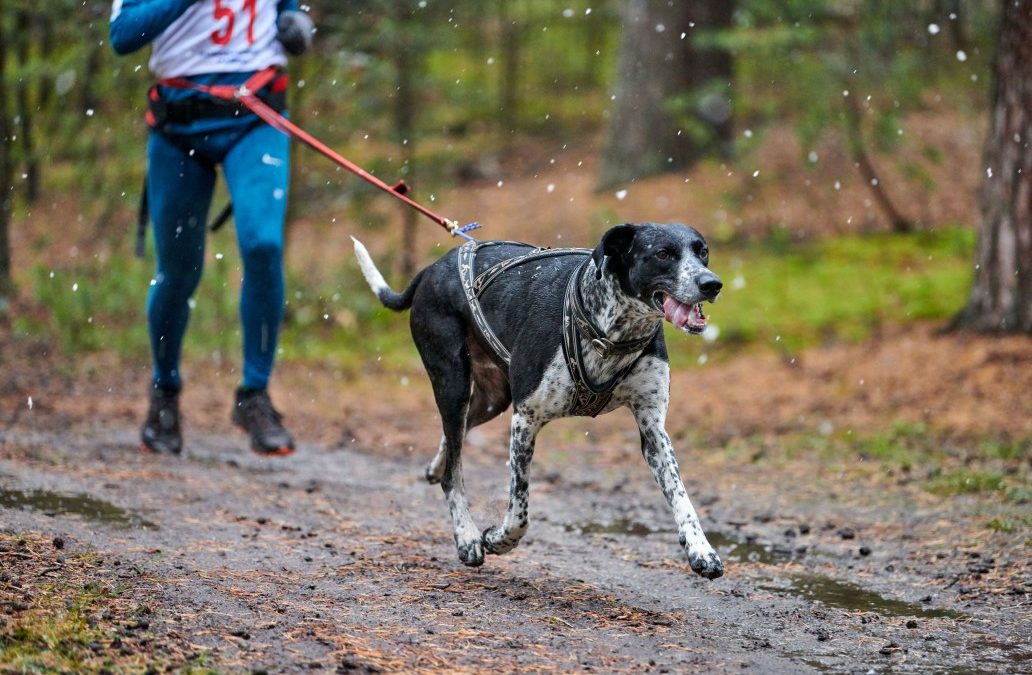 Canicross: faites de votre chien votre meilleur allie bien etre!