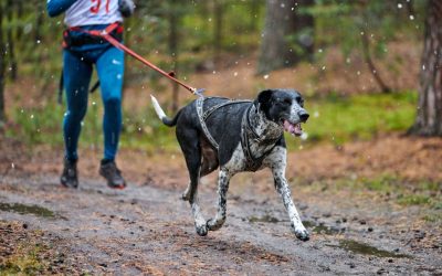 Canicross: faites de votre chien votre meilleur allie bien etre!